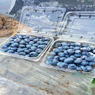新郑布莱特蓝蓝莓苗价格探析 从农业价值到日用杂品的跨界联想